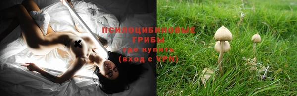 прущие грибы Верхний Тагил